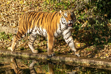The Siberian tiger,Panthera tigris altaica in the zoo
