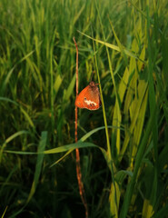 redhead butterfly sleeping in bright green summer close-up