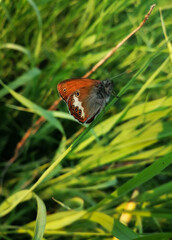 redhead butterfly sleeping in bright green summer close-up