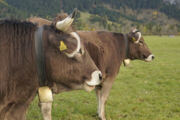 Vacas pastando en prado verde 