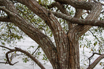 Knorriger alter Baum an der Küste