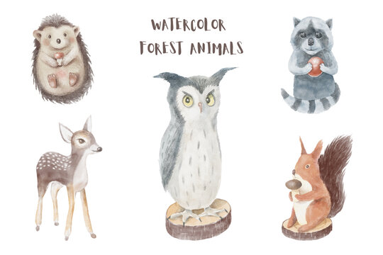 watercolor cute forest animals. watercolor illustrations with reindeer, raccoon, squirrel, owl, hedgehog