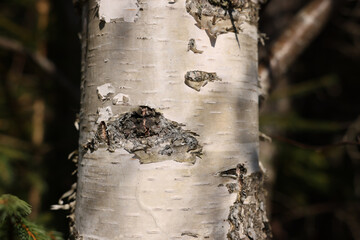 Obraz premium Beautiful birch outdoors on sunny day, closeup view of tree trunk