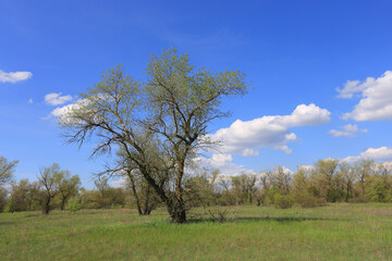 tree on spring meadow in steppe