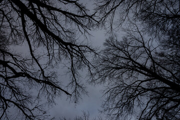 bare leafless tree branches and dark sky