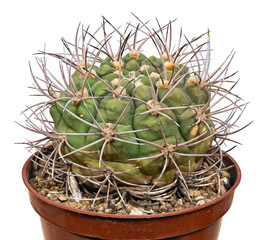 Plant, Cactus Gymnocalycium Saglione V. Tucuimanenge (Latin Name), The Birthplace of South America....
