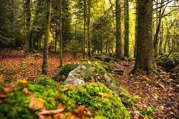 Bemooste Mauer  am Weg entlang dem Ruisseau de la Hutte