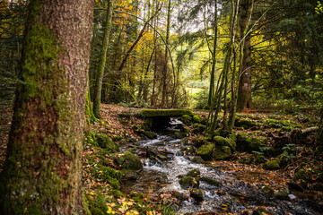 Ruisseau de la Hutte fließt unter einer Brücke im wald durch