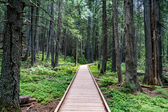 Landscape view of trees and forest from a boardwalk path while hiking Trail of the Cedars in Glacier National Park in Montana
