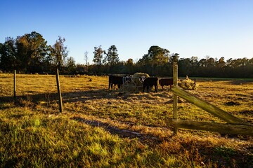 Fototapeta premium Cows feeding at sunset