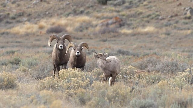 Big Horn Sheep rams walking with herd through the brush in Wyoming moving in slow motion.