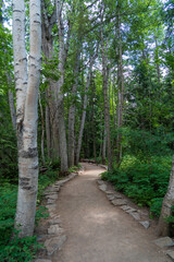 Landscape view of trees and forest from a path while hiking Trail of the Cedars in Glacier National Park in Montana