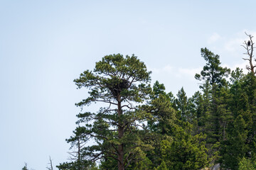 A bald eagle nest in the treetops in Montana