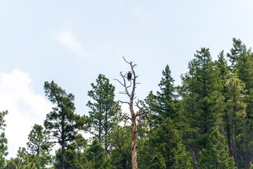 A bald eagle nest in the treetops in Montana
