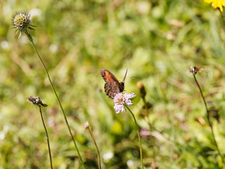Erebia montana ou papillon moiré striolé de couleur marron foncé à ocelles sur bandes oranges, revers anneau marbré foncé, veiné de blanc