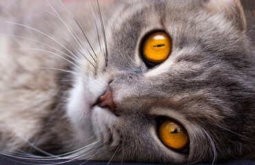 Cat portrait grey scottish fold orange eyes