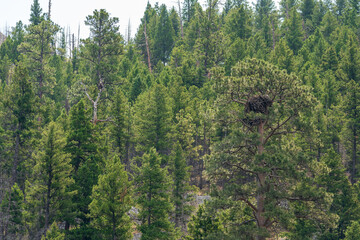 A bald eagle nest in the treetops in Montana