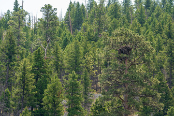 Obraz premium A bald eagle nest in the treetops in Montana