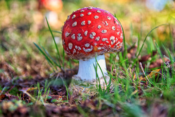 Fliegenpilz