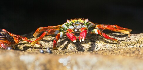 Red crab sitting on stone, sea crustacean