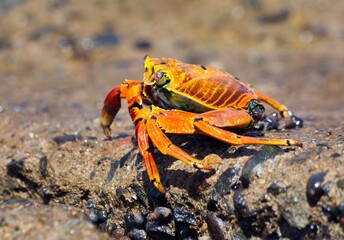 Red crab sitting on stone, sea crustacean