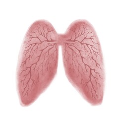 Human Lungs Classic Art Style Illustration, Isolated on White Background, Anatomical Concept