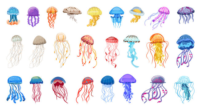 Collection of colorful jellyfish of different types.