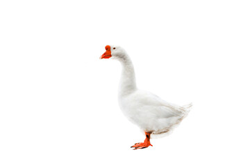 White goose on a white background.
