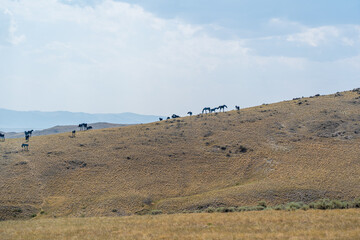 Silhouettes of metal horses sit atop a hillside in Montana alongside Interstate 90