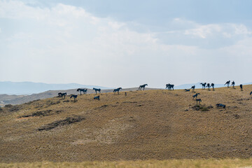 Silhouettes of metal horses sit atop a hillside in Montana alongside Interstate 90