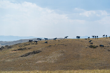 Silhouettes of metal horses sit atop a hillside in Montana alongside Interstate 90