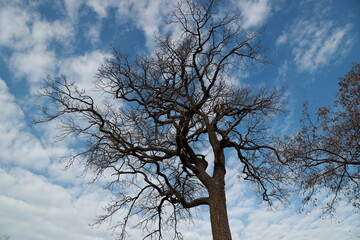 Fototapeta na wymiar Branches of an old tree against blue sky