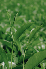 close up tea plantation