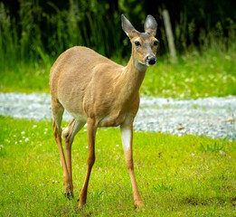 Wild White Tailed Deer roaming wildlife sanctuary in Rome Georgia.