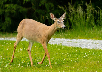 Wild White Tailed Deer roaming wildlife sanctuary in Rome Georgia.