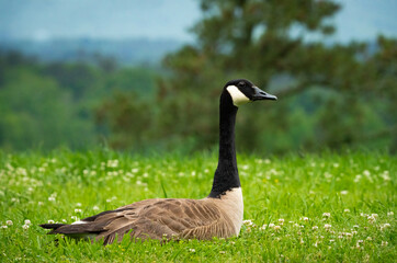 Wild Canadian Goose sitting in meadow in wildlife sanctuary in Rome Georgia.
