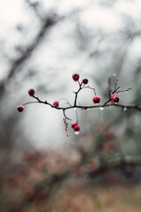 Hawthorn berries on a branch on an autumn day with rain drops. Close up view of red berries.