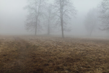 Autumn forest in dense fog. Dead grass and trees without leaves.