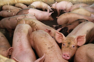 itabuna, bahia, brazil - june 15, 2012: pig breeding in a pigsty on a farm in the city of Itabuna,...
