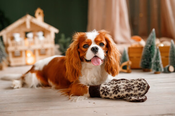 The Cavalier King Charles Spaniel is lying on the floor in winter sleeves. Dog celebrate the new year