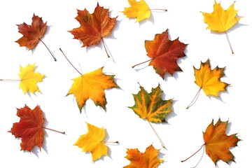 Naklejka na ściany i meble Texture of autumn maple leaves on a white isolated background.