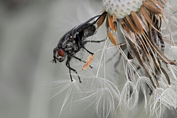 macro shot of a fly perching on a dandelion