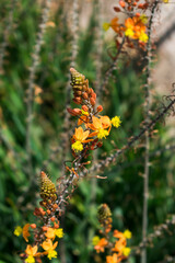 Beautiful and colorful early spring flowers 