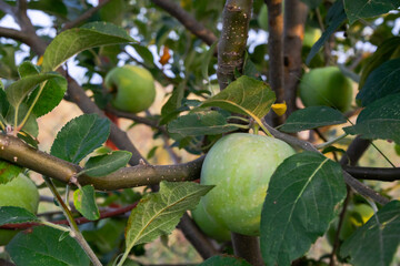 Green apples on tree branches with green leaves