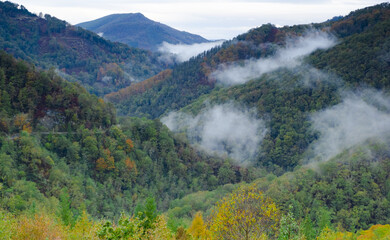 Fogs and mists and autumn colors in the forests of the Alto de Arano, Navarre