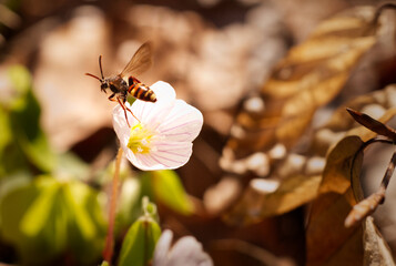 Bumblebee looking for food in a flower, macro