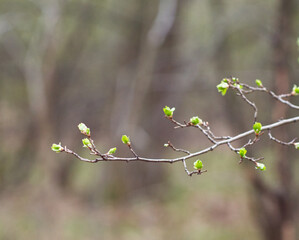 Flowering tree by the bike path