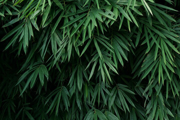 Naklejka na ściany i meble Tropical bamboo forest plant bush growing in wild, green bamboo leaves evergreen plant on dark background nature backdrop.