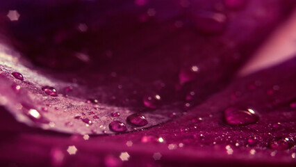 Water drops glisten on the petals of a rose