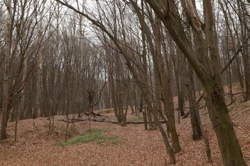 Trees in the forest in autumn